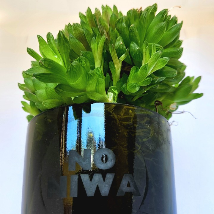 Suculenta Haworthia cooperi