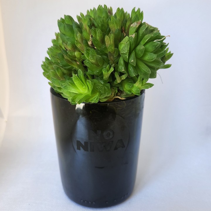 Suculenta Haworthia cooperi