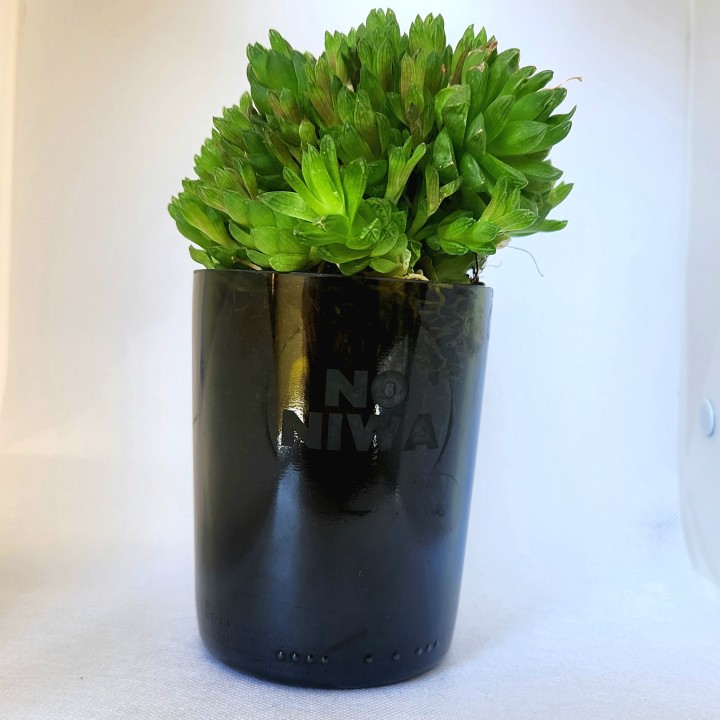 Suculenta Haworthia cooperi