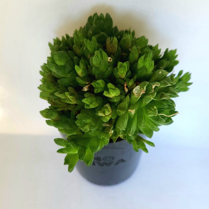 Suculenta Haworthia cooperi