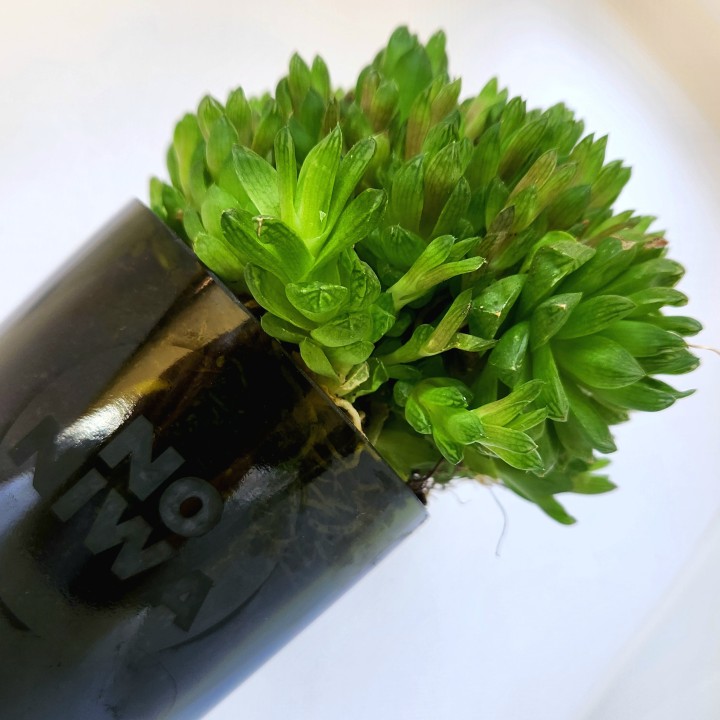 Suculenta Haworthia cooperi