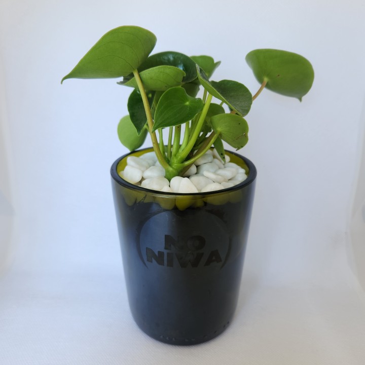 Peperomia polybotrya (cucharita)