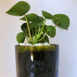 Peperomia polybotrya (o cucharita) en macetero de vidrio reciclado