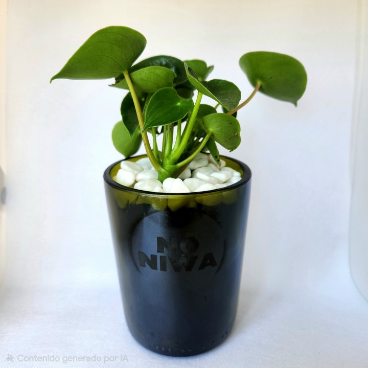 Peperomia polybotrya (cucharita)