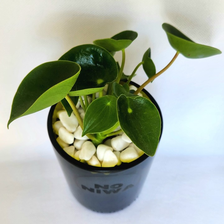 Peperomia polybotrya (cucharita)