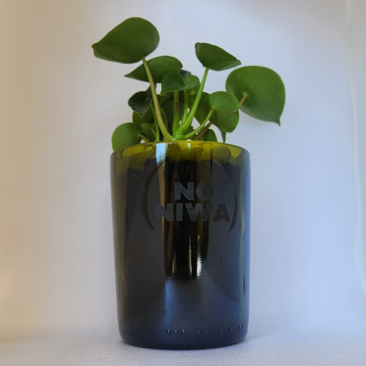 Peperomia polybotrya (cucharita)