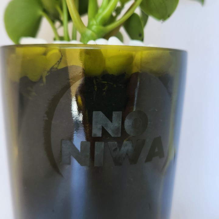 Peperomia polybotrya (cucharita)