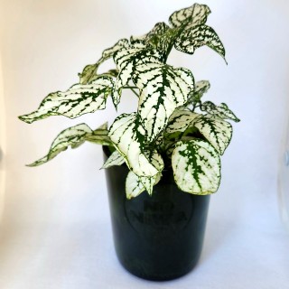 Hypoestes