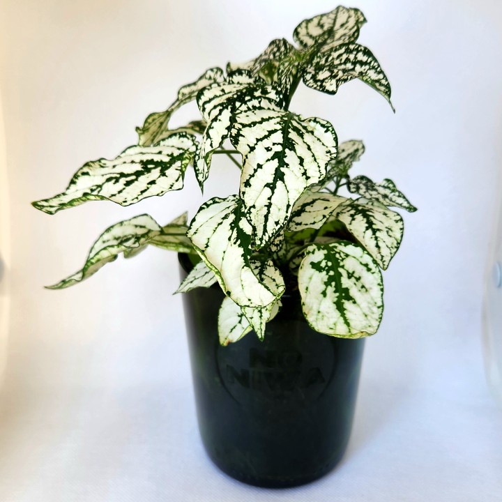 Hypoestes