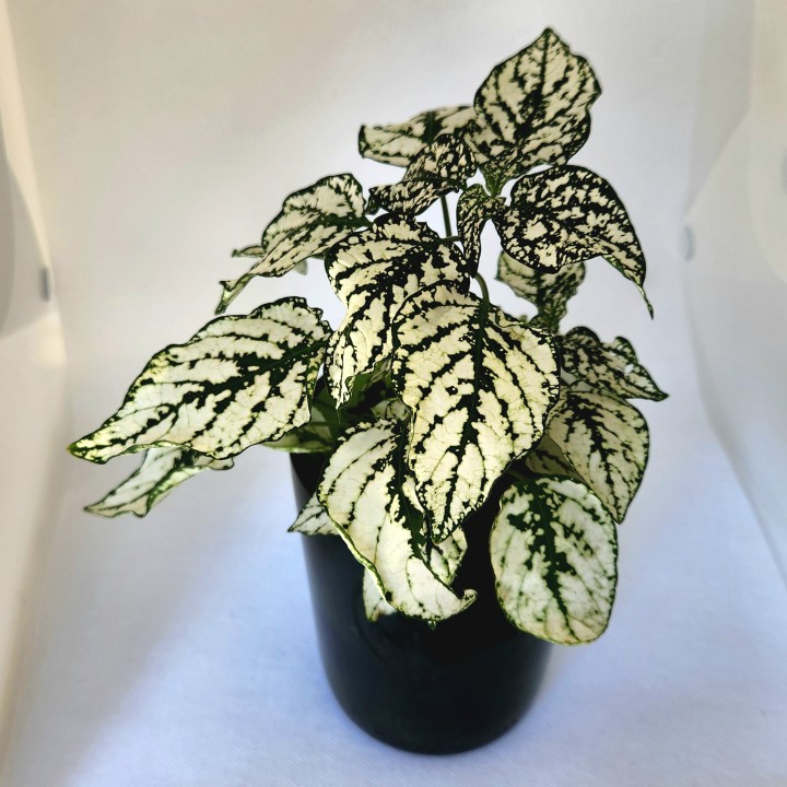 Hypoestes