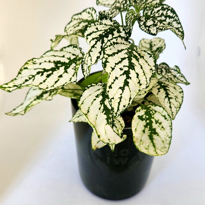 Hypoestes
