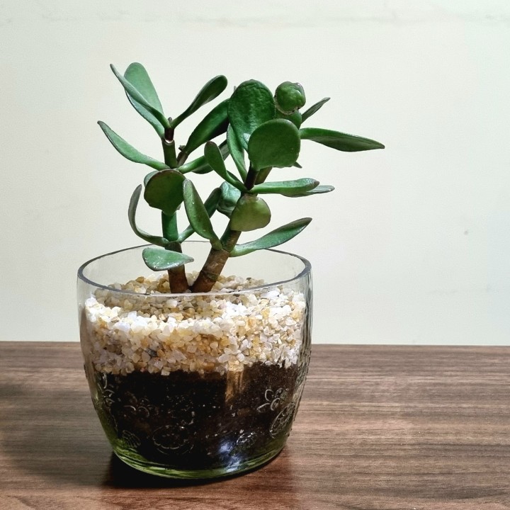 Árbol de Jade - Tamaño M