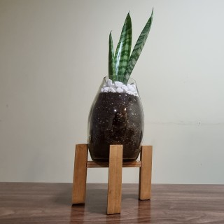 Sansevieria alta