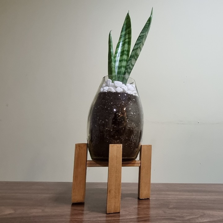 Sansevieria alta