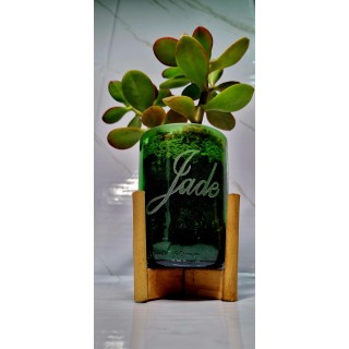 Árbol de jade pequeño